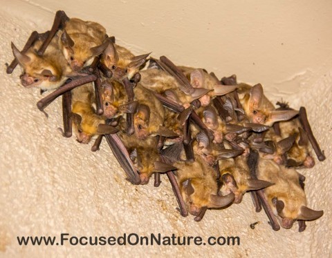 Arizona Bats