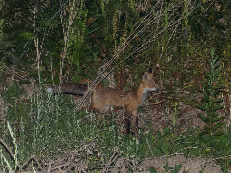 Sacramento_Valley_red_fox-1