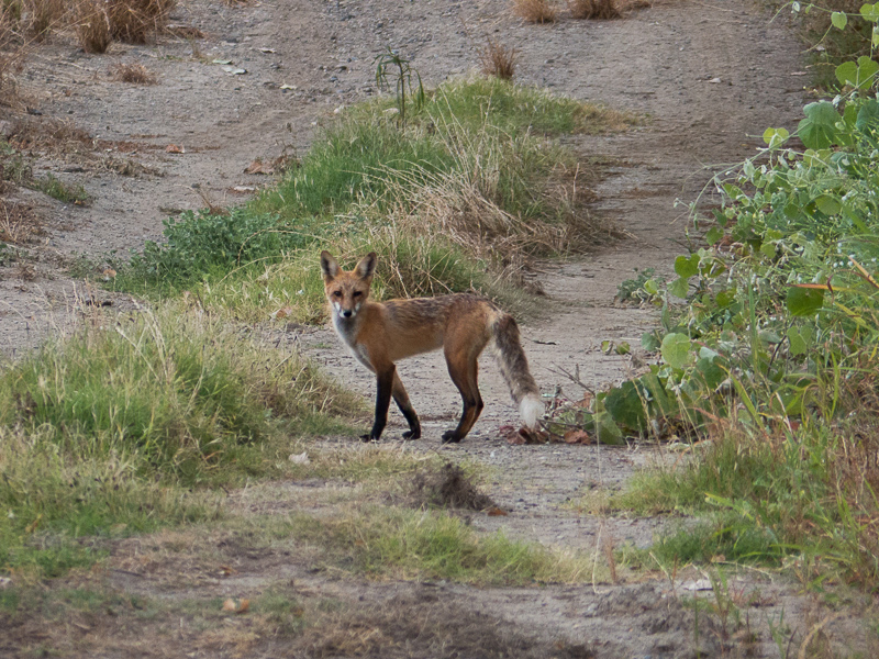 Sacramento_Valley_red_fox-2