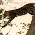 Leopard Luangwa