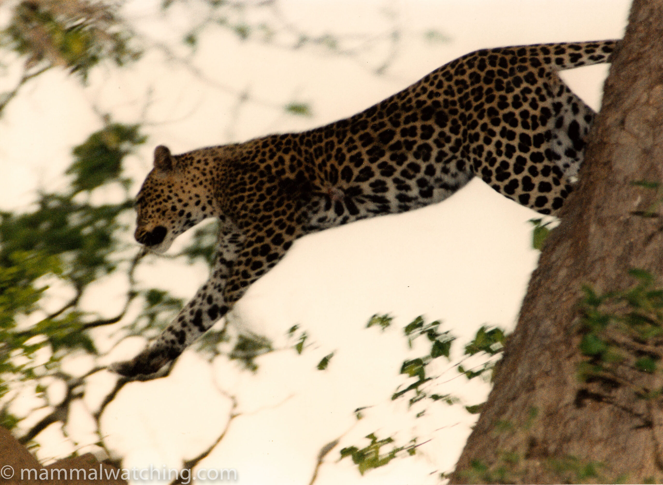 Leopard Luangwa