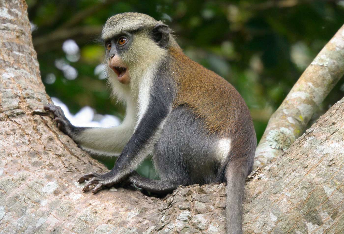 Mona Monkey,Cercopithecus mona