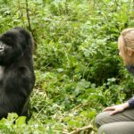 Mountain Gorilla