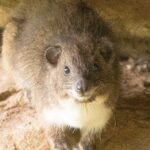 Southern Tree Hyrax