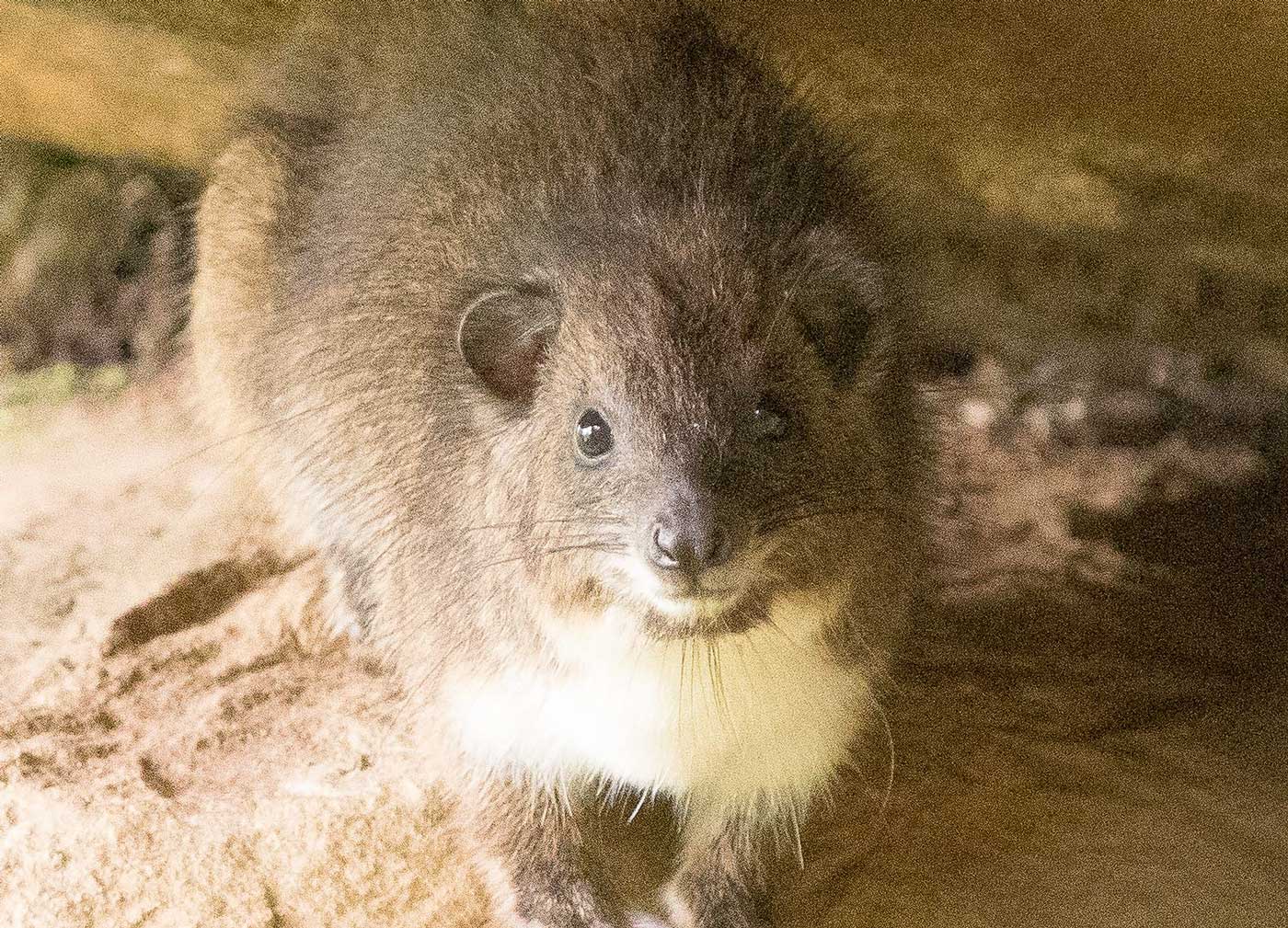 Southern Tree Hyrax