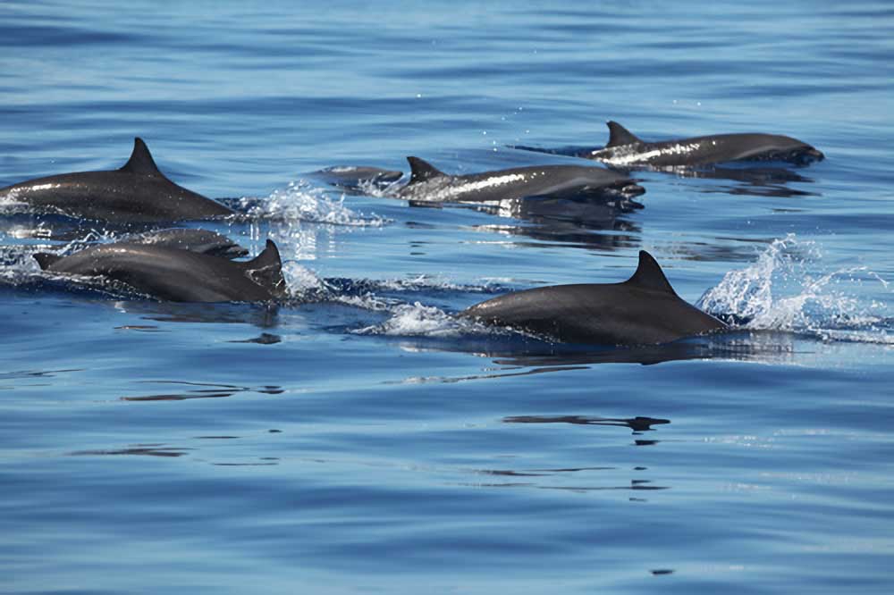 Frasers Dolphins