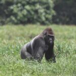 Lowland Gorilla