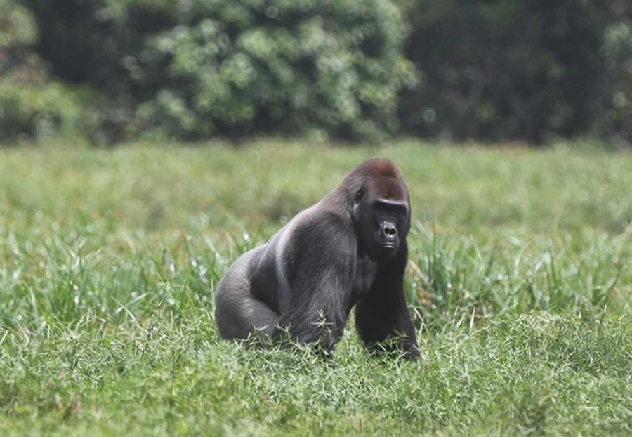 Lowland Gorilla