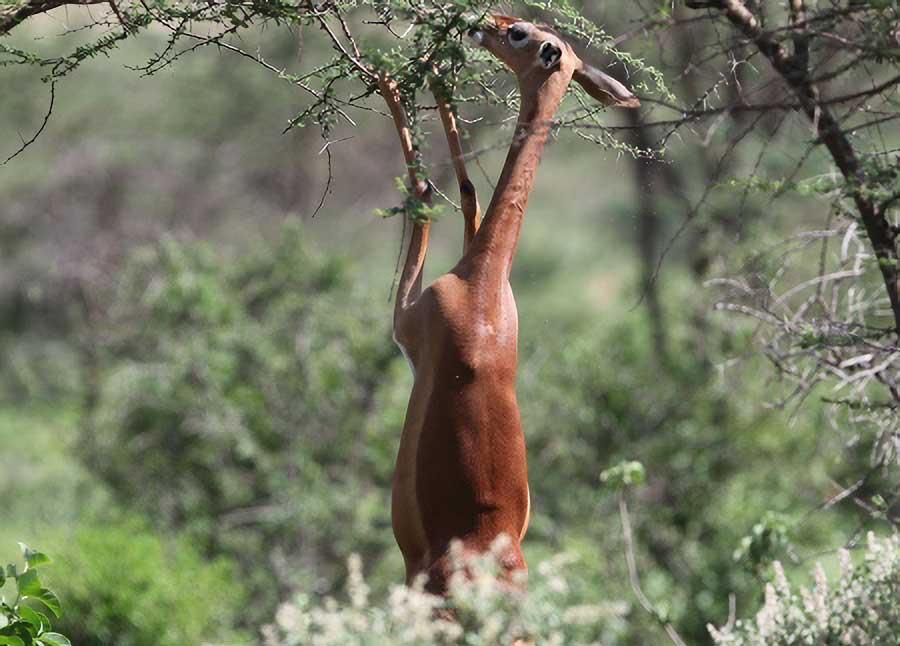 Gerenuk