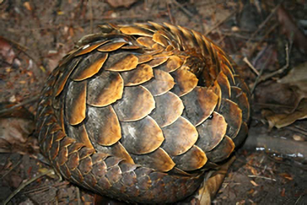 Long tailed Pangolin Rolled Up