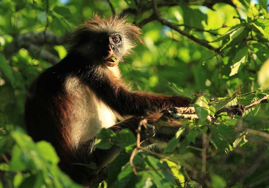 Zanzibar Red Colobus