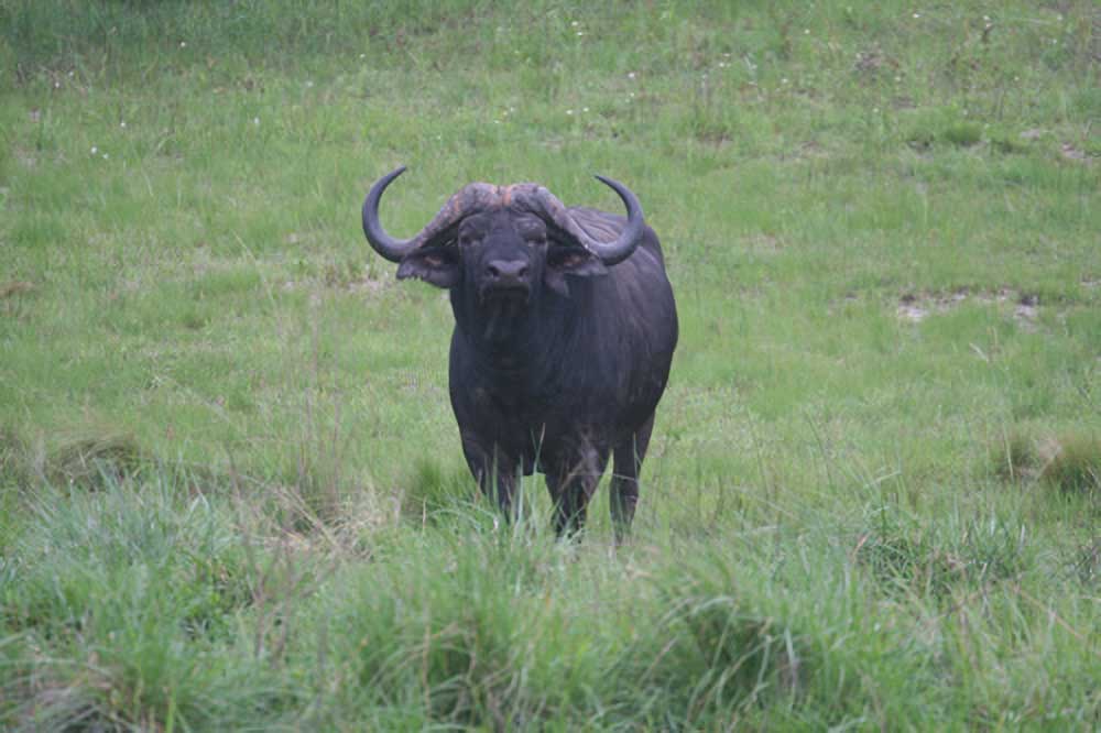 Cape Buffalo