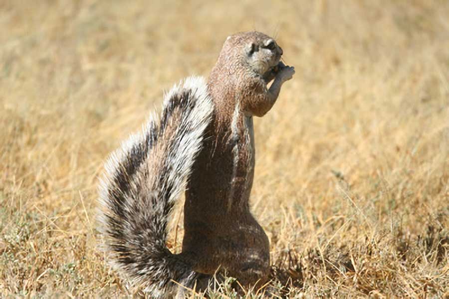 South African Ground Squirrel