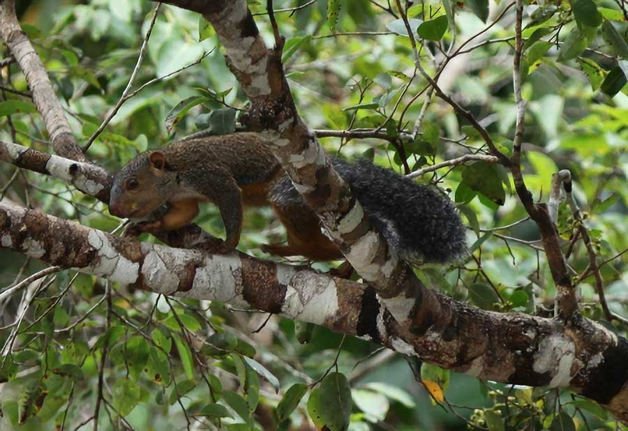 African Giant Squirrel