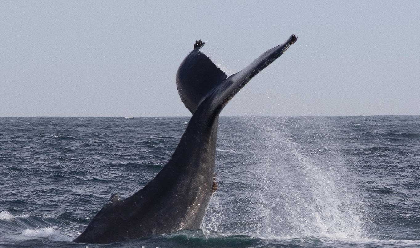 Humpback Whale