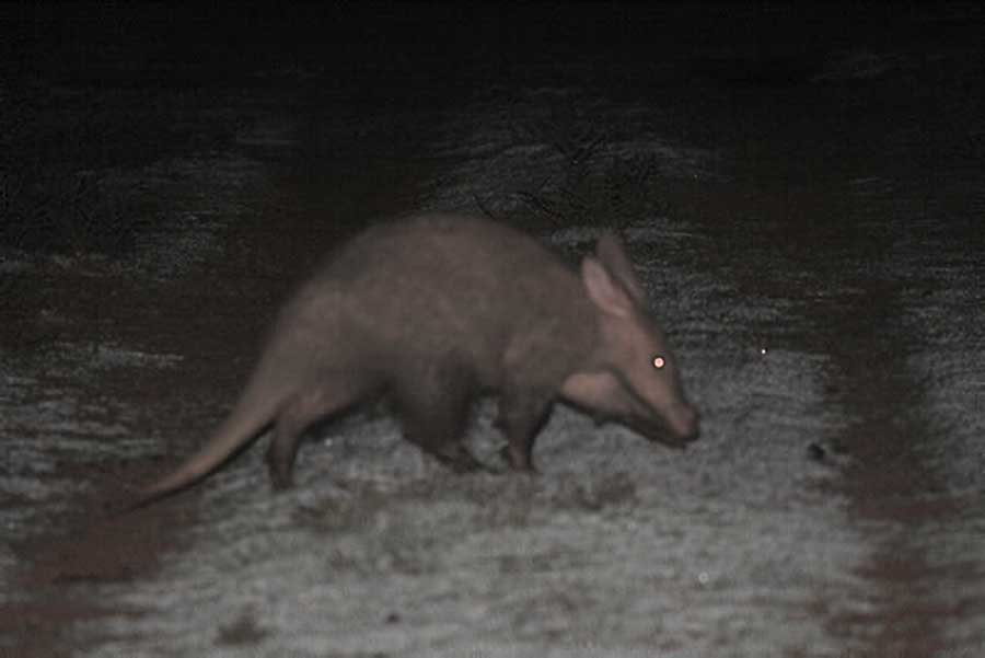 Aardvark