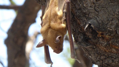 Which species of bat?