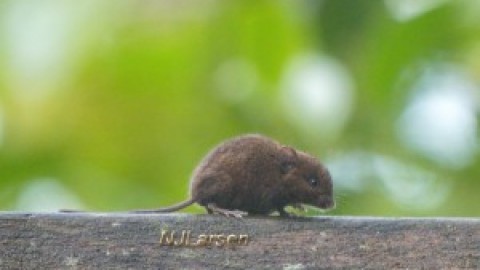Help: Chiriqui highland mouse and squirrel