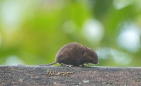 Help: Chiriqui highland mouse and squirrel