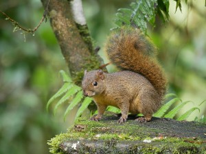 071 Squirrel Chiriqui P1050704