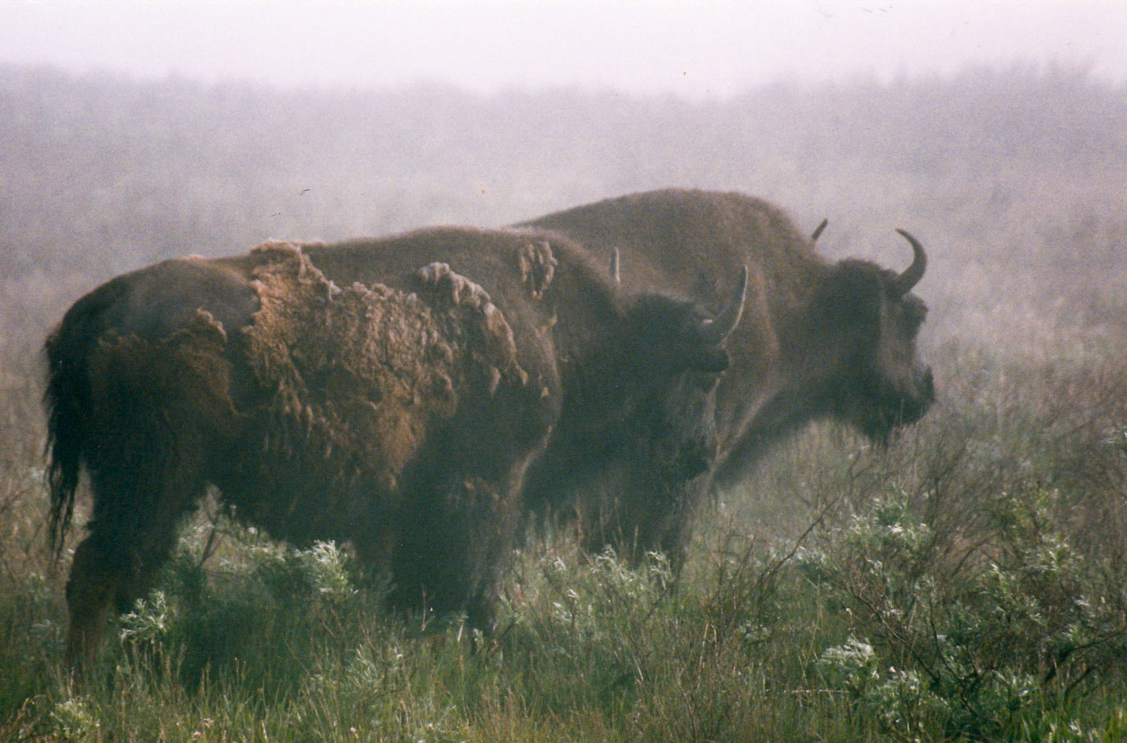 Bison, Bison bison, at dawn, Yellowstone NP, 1993