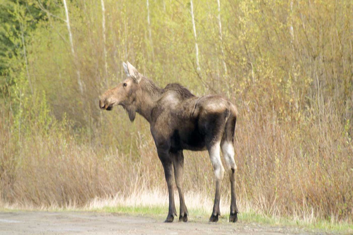 Moose, Alces alces