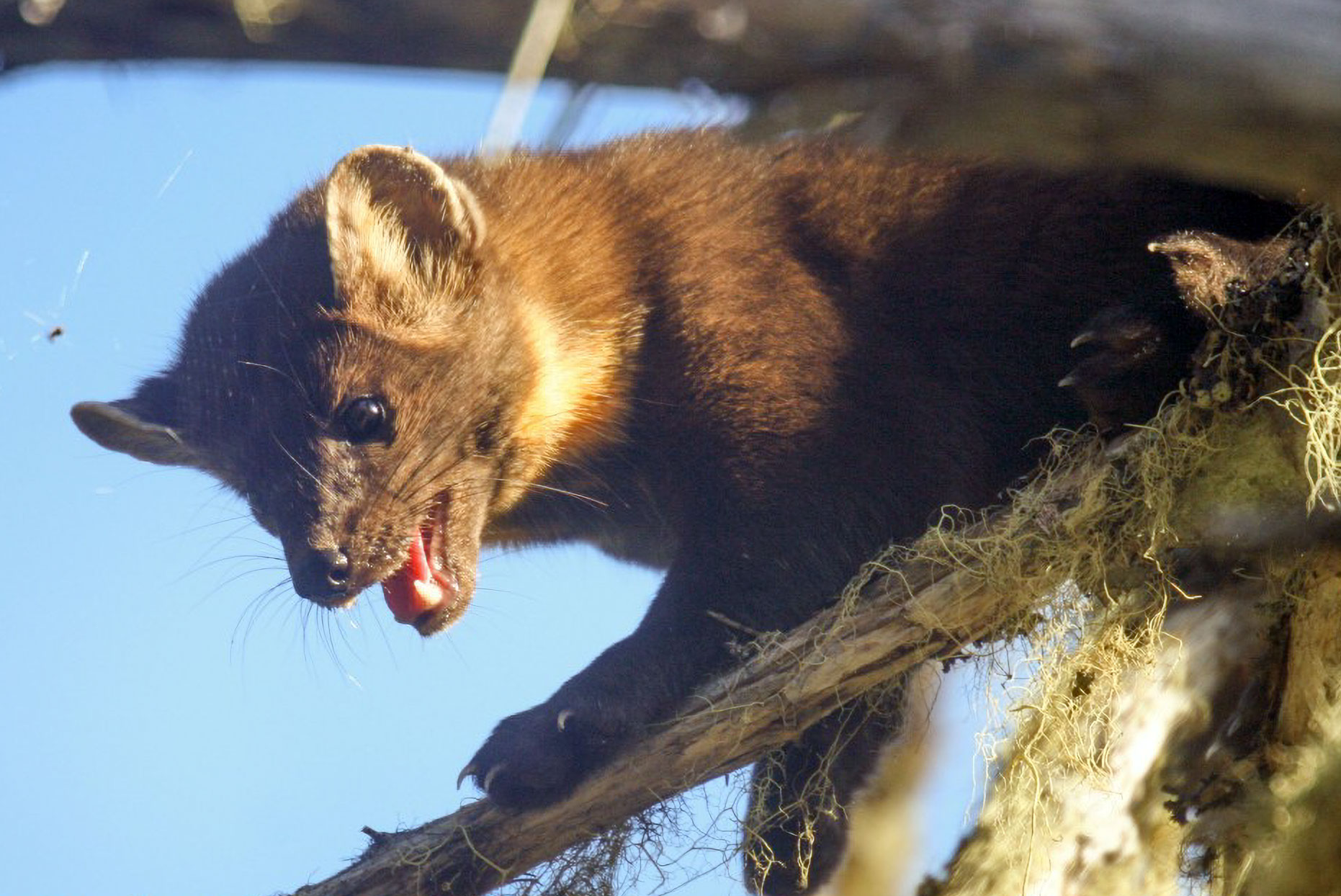 American (Pine) Marten, Martes americana