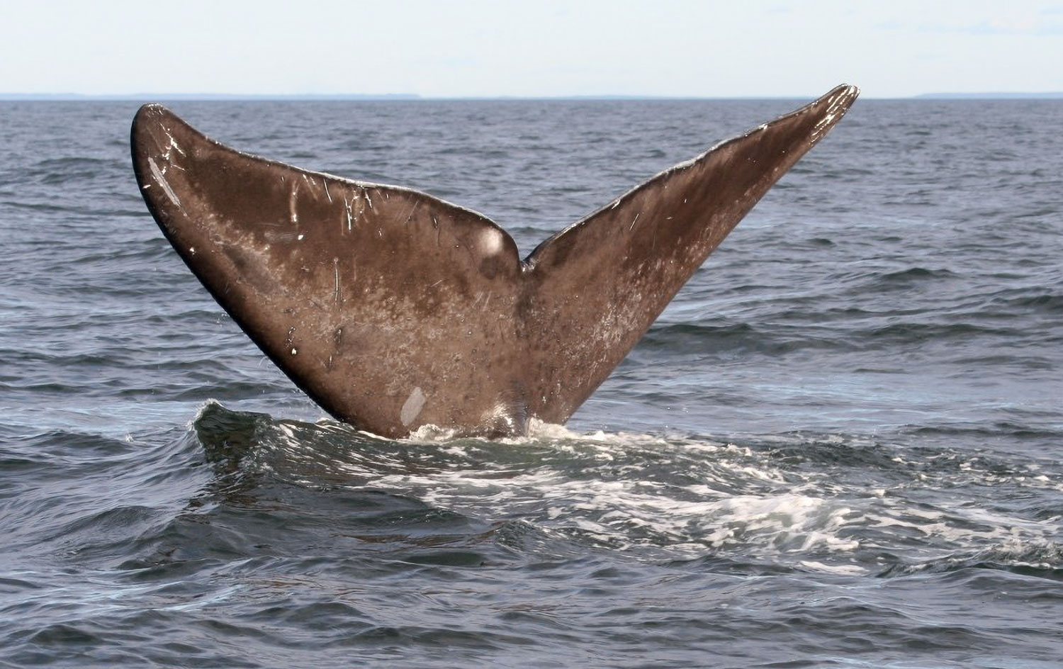 North Atlantic Right Whale