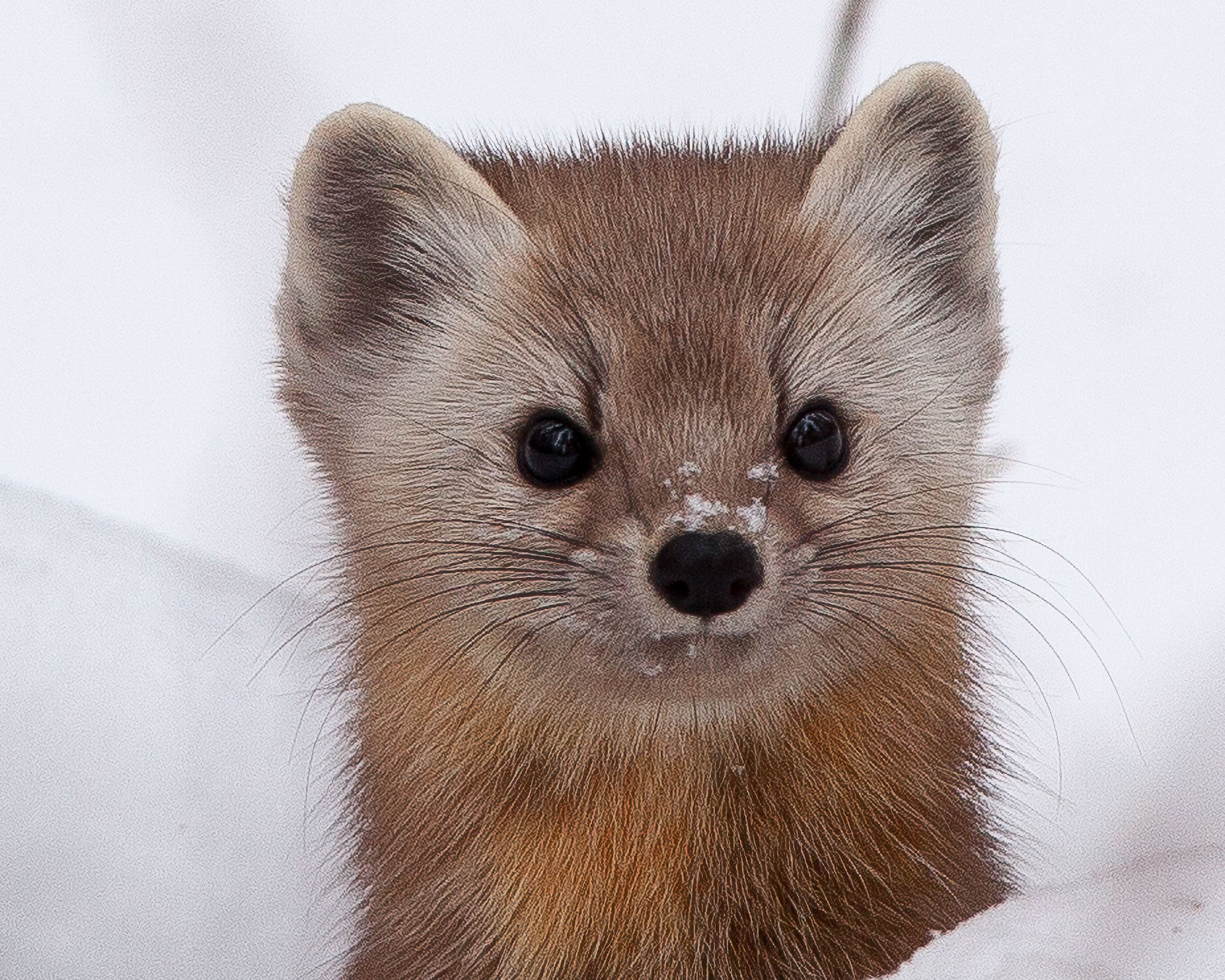 American Marten