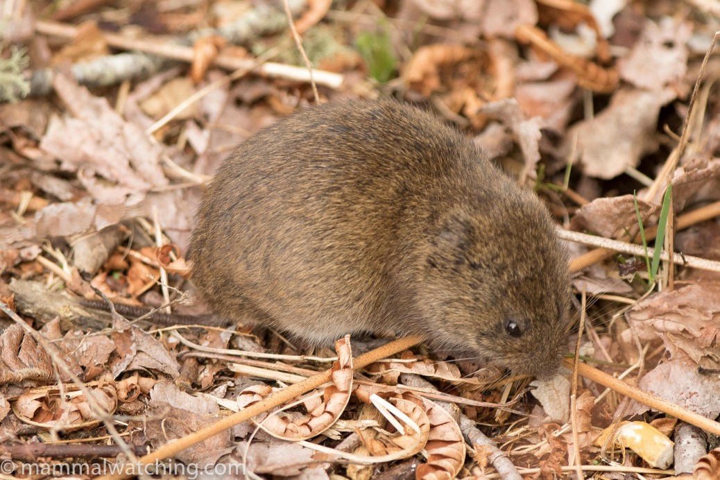 Southern Bog Lemming