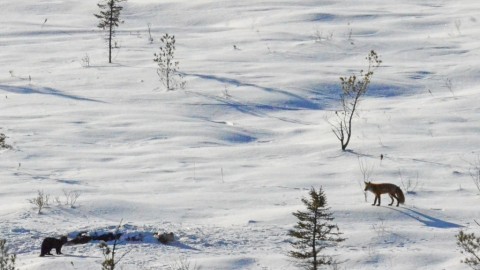 Tips for Winter Carcass Watching in Algonquin Park