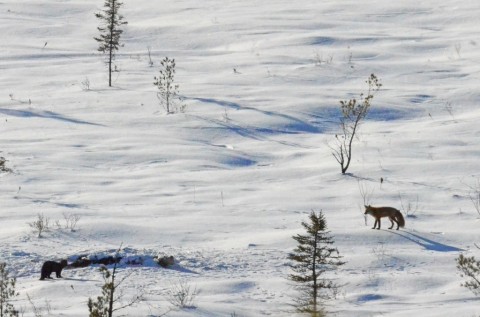 Tips for Winter Carcass Watching in Algonquin Park