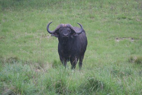 Cape-Buffalo