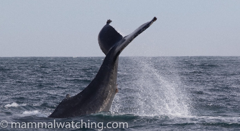 Humpback-Whale