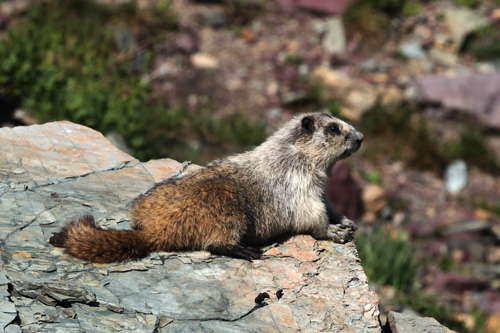 Marmota Caligata