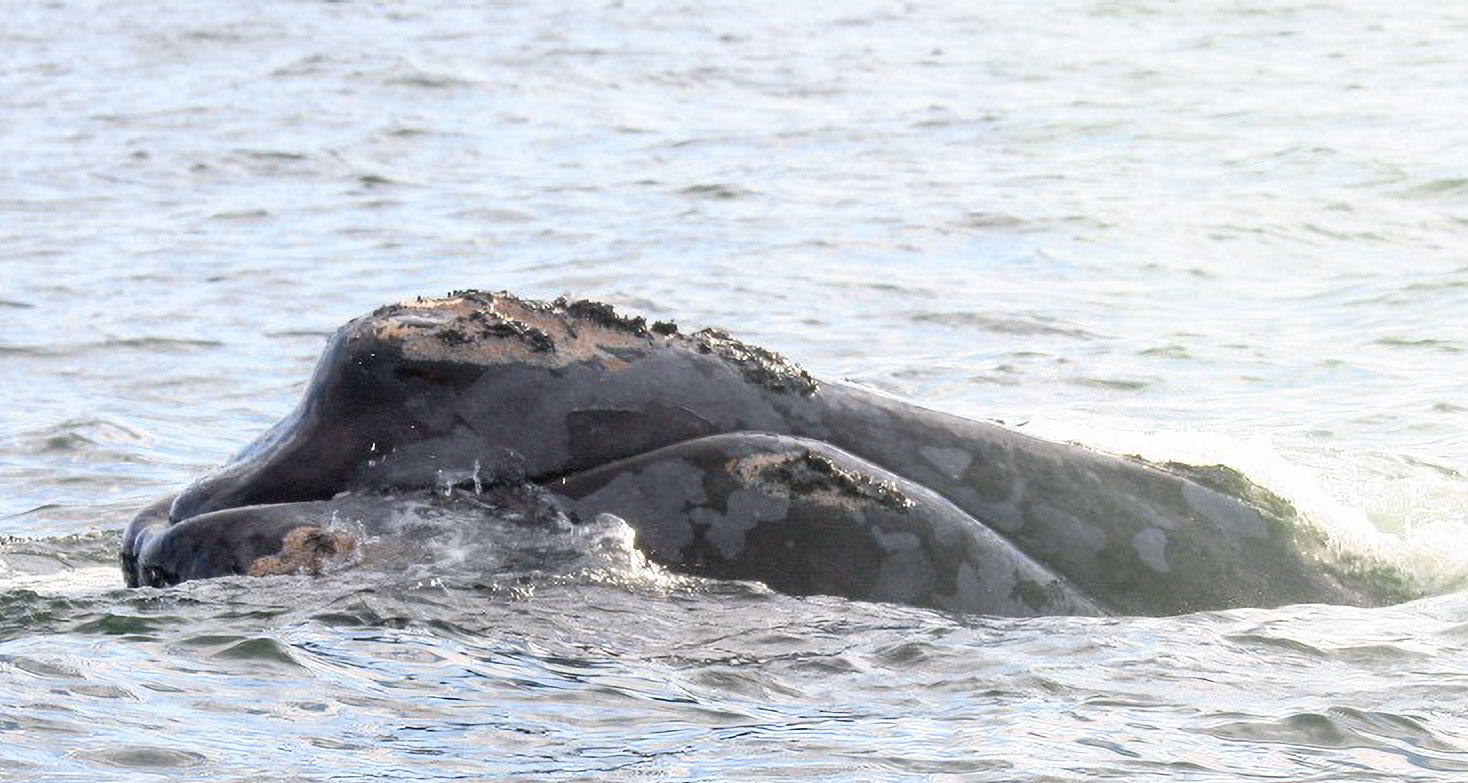 North Atlantic Right Whale