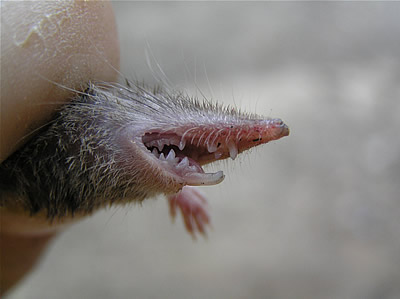 France-Lesser-White-toothed-Shrew