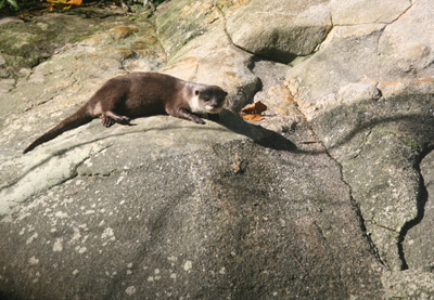 Small-clawed-Otter-2