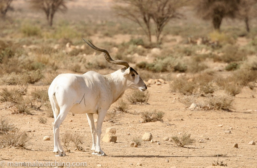 Tunisia Mammal Watching
