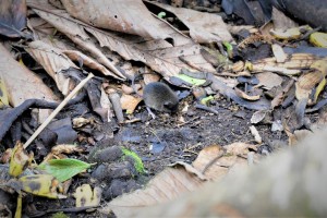 Andean forest mouse