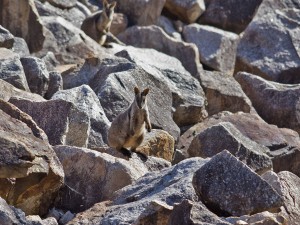 Brush-tailed Rock-wallaby