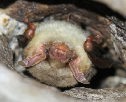 RFI: Bat ID from La Lancha tunnel, Andujar, Spain