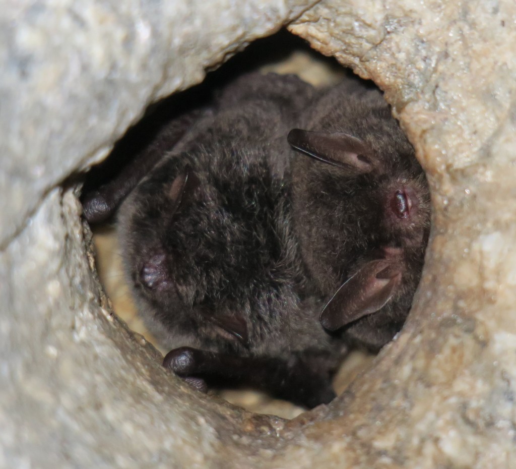 RFI Bat ID from La Lancha tunnel, Andujar, Spain Mammal Watching