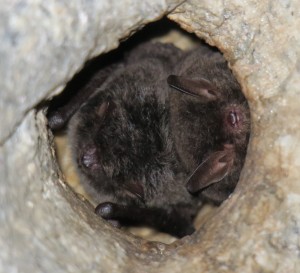 Bat 3