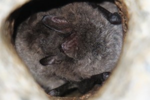 Bat 4