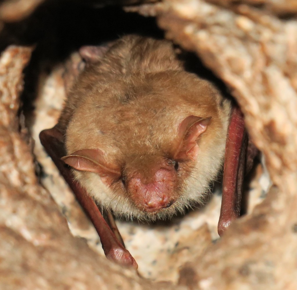 RFI Bat ID from La Lancha tunnel, Andujar, Spain Mammal Watching