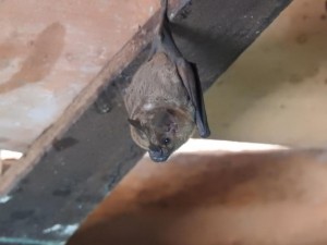 Bat Pantanal 2