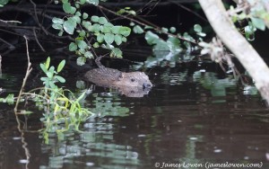 Beaver_Blairgowrie_01-08-17_85I1937 copy