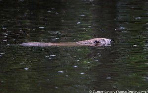 Beaver_Blairgowrie_01-08-17_85I1978 copy