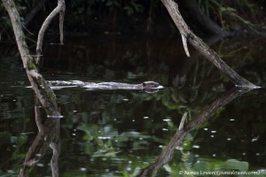 Beaver_Blairgowrie_01-08-17_85I2013 copy